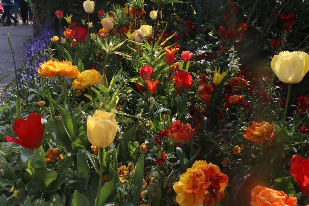 De tuin van Monet | Emma van Benthem | Giverny, FR